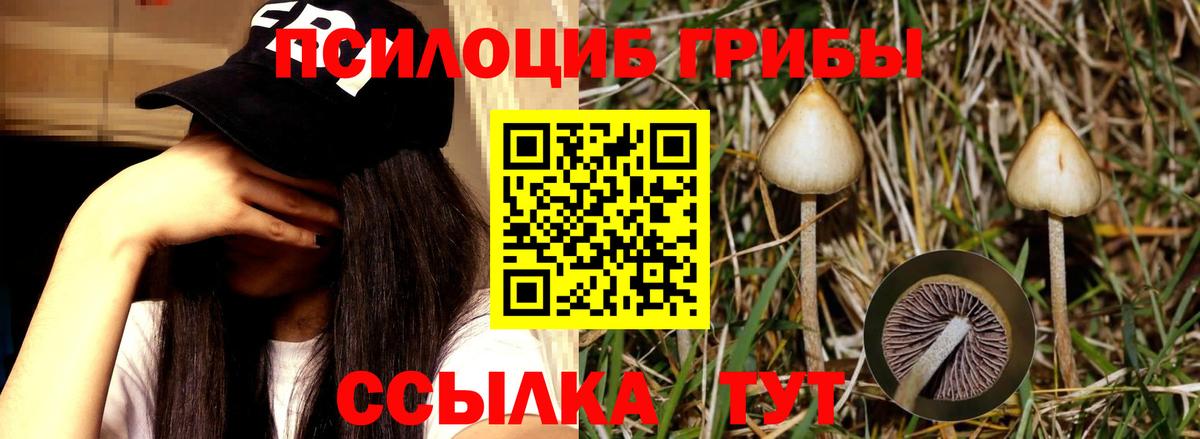 Галлюциногенные грибы GOLDEN TEACHER  Вход с VPN  Тимашёвск 